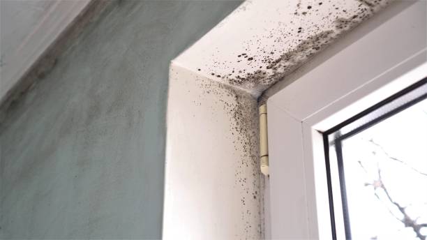 Best Preventive Mold Services in Long Branch, VA