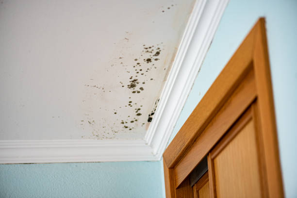 Best Insurance-Related Mold Remediation in Long Branch, VA