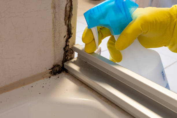 Best Insurance-Related Mold Remediation in Long Branch, VA