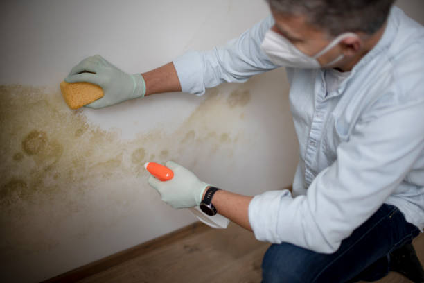 Best Black Mold Remediation in Long Branch, VA