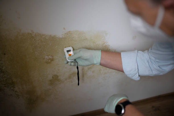 Best Attic Mold Remediation in Long Branch, VA