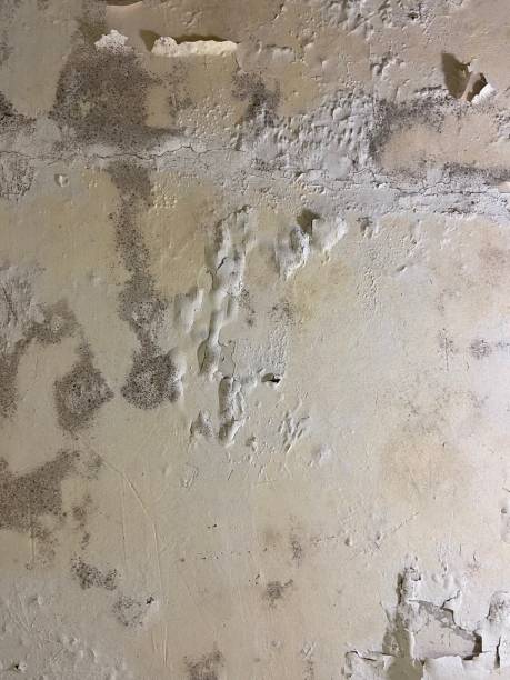 Reliable Long Branch, VA Mold Remediation Solutions