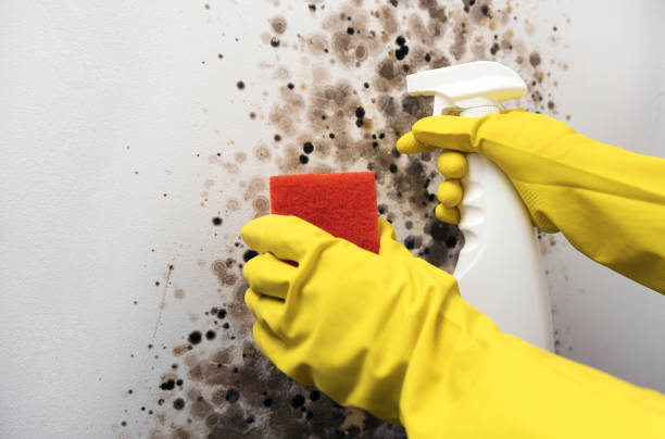 Best Crawl Space Mold Remediation in Long Branch, VA
