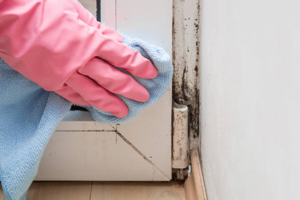 Best Post-Flood Mold Remediation in Long Branch, VA