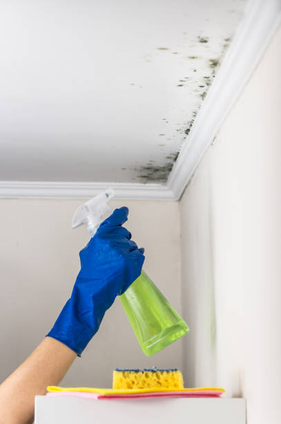 Best White Mold Remediation in Long Branch, VA