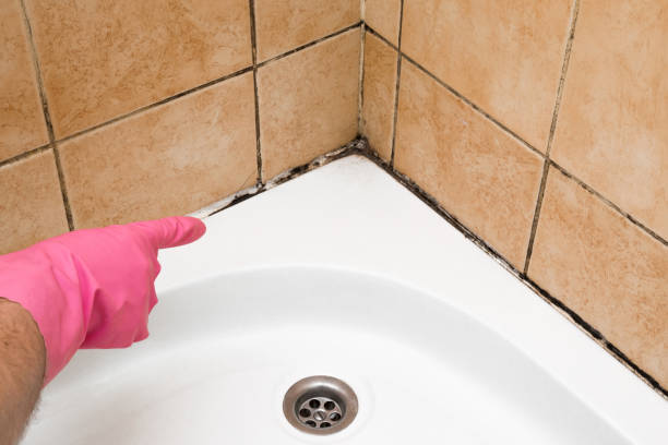 Best Basement Mold Remediation in Long Branch, VA